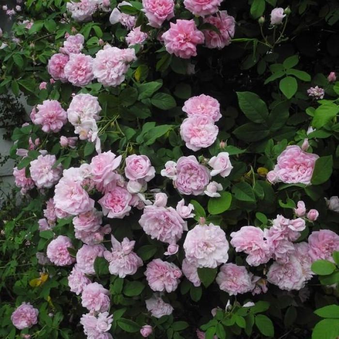 Роза Velet Ispahan Дамасская (2669455741)