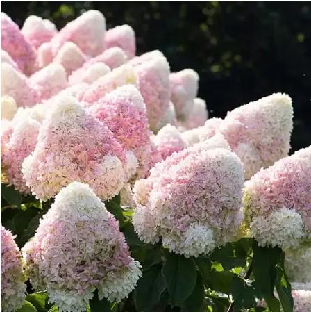 Гортензія волотиста Меджикал Світ Саммер Magical Sweet Summer С2 (36701446)