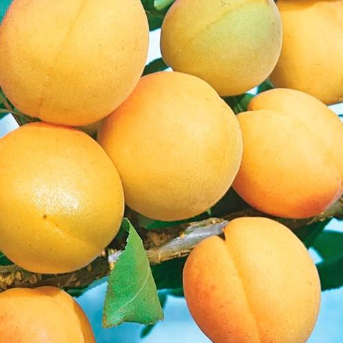 Сажанец Абрикос Медовый летний сорт средний срок созревания (178185) Сажанец Абрикос Медовый летний сорт средний срок созревания (178185)