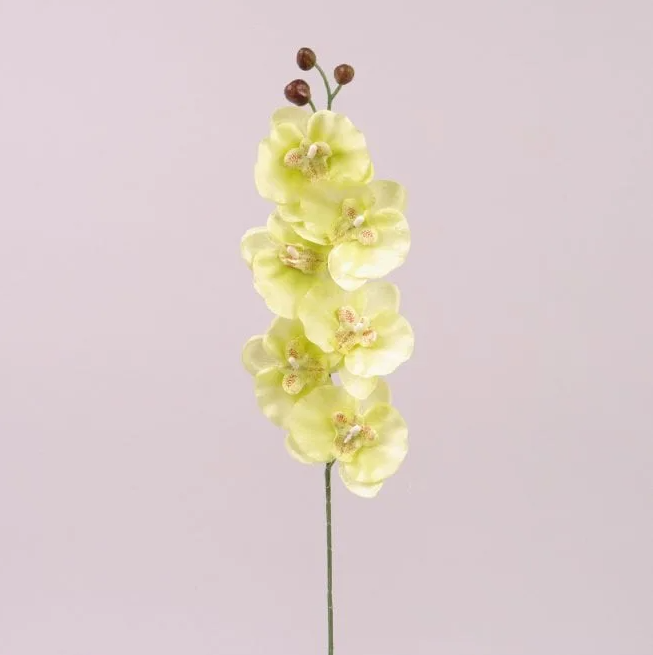Цветок Фаленопсис Flora 6 шт. Лимонный (72873)