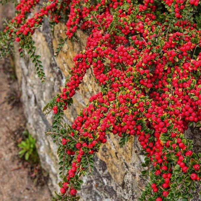 Кизильник горизонтальный Cotoneaster horizontalis 1 шт. (38286005) - фото 3