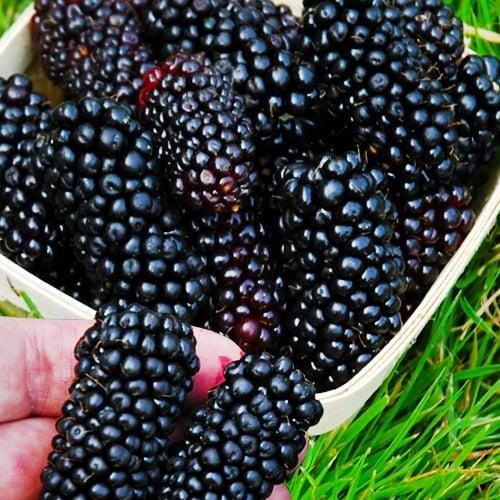 Саджанець Ожина гігант Прайм Арк Фрідом ремонтантний безшипний гібрид супер раннього дозрівання (52444)