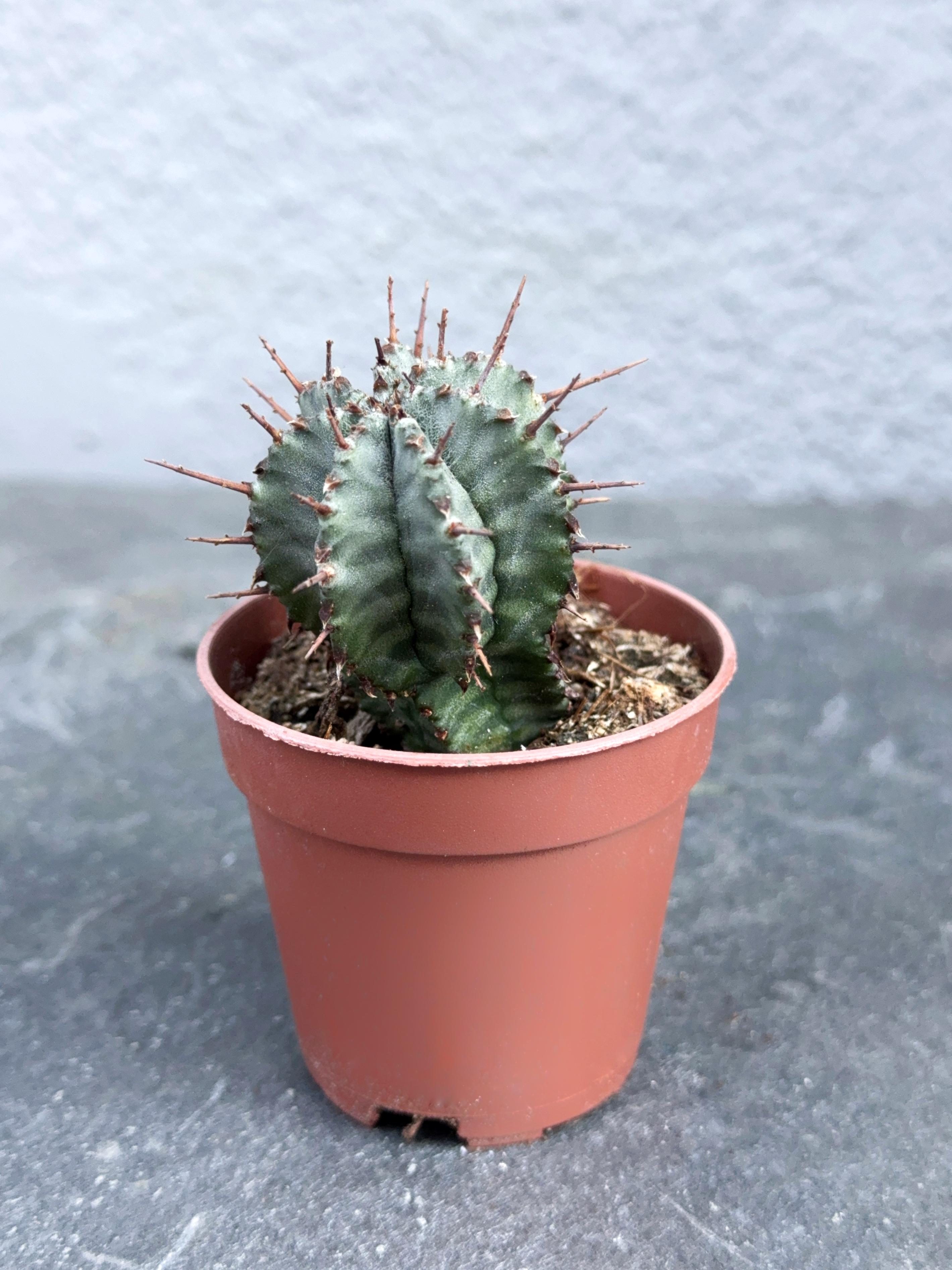 Сукулент Молочай ощетиненный полосатый Euphorbia horria striata 5 см