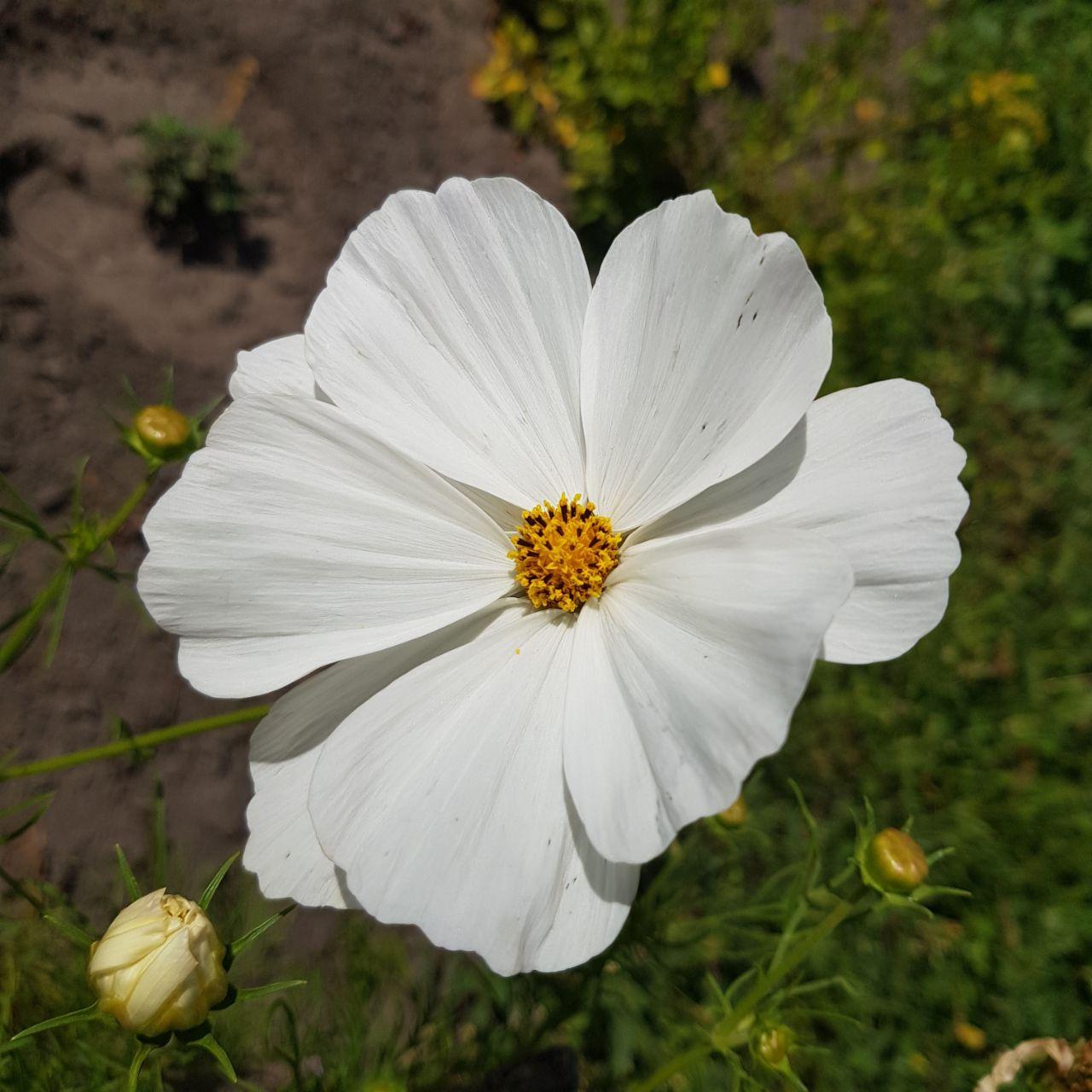 Семена цветов Космея белый большой цветок 50 шт. (белая большая)