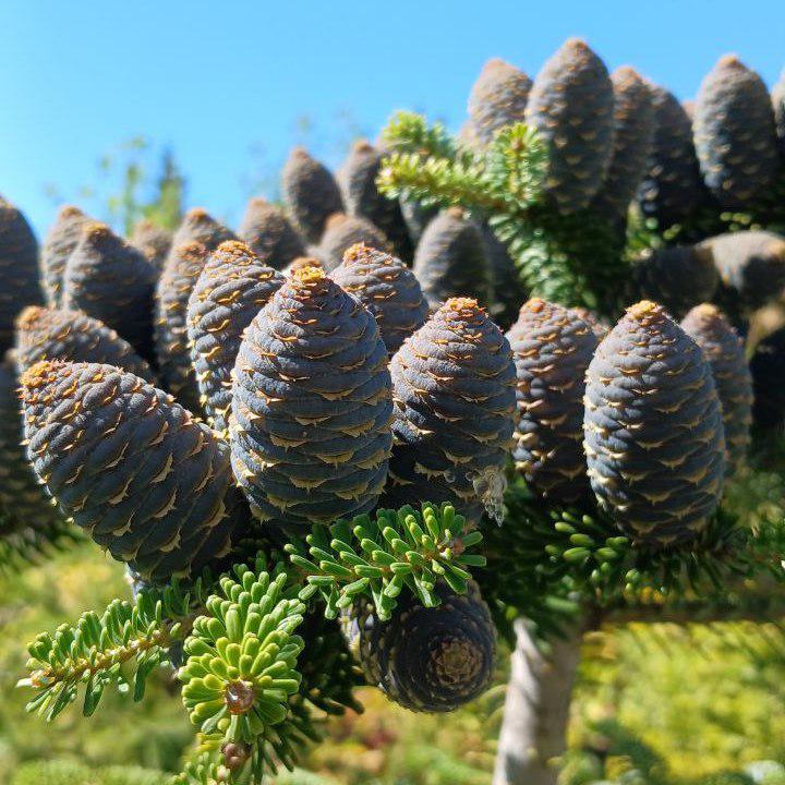 Ялиця корейська Abies koreana