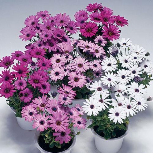 Семена цветов Takii Seed Остеоспермум Эклона Passion Formula Mixture 1000 шт. (BN08922)