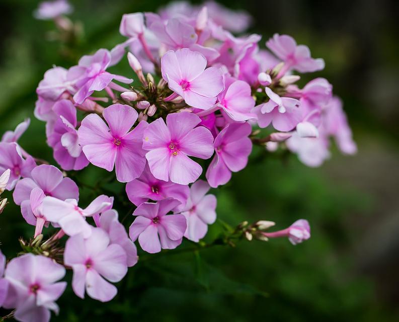 Флокс Dobrodar Pinky Hill 1 шт. (38283497)