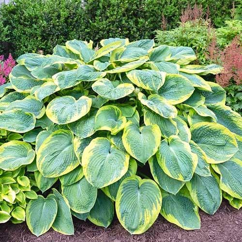 Хоста Florium Frances Williams (6758)