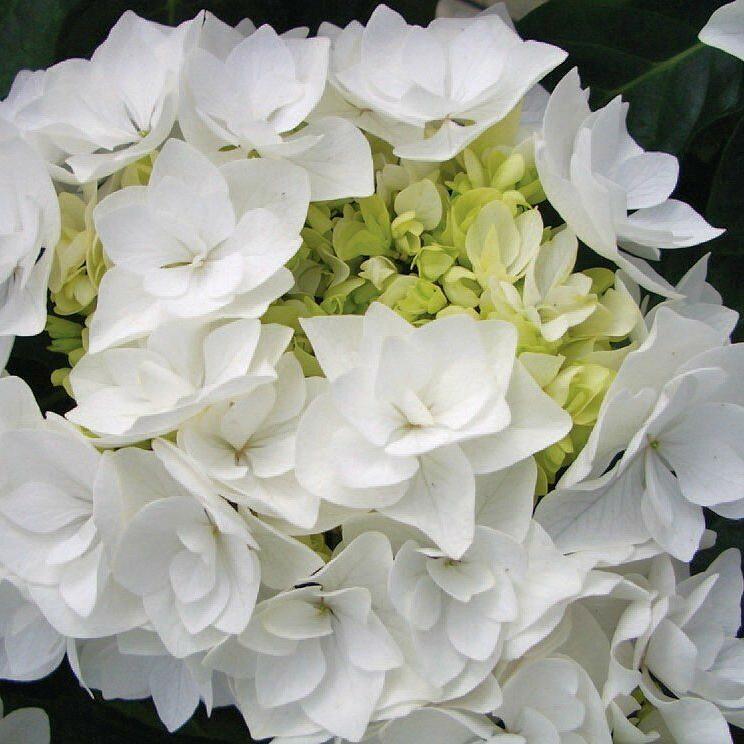 Саджанець гортензії крупнолистної Hydrangea macrophylla Doppio Bianco Р9 (1909444281)