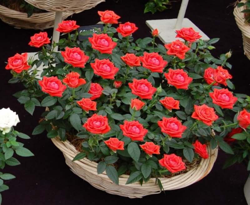 Роза Coralin Миниатюрная (2669455707) Роза Coralin Миниатюрная (2669455707)