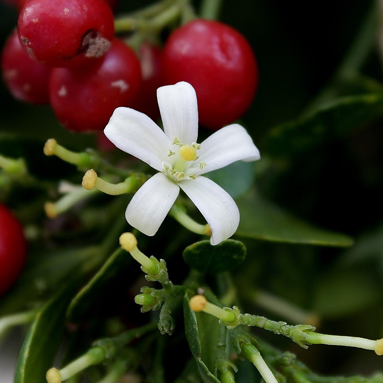 Муррайя метельчатая Murraya paniculata - фото 8
