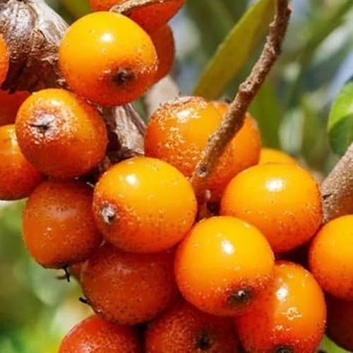 Сажанець Обліпиха 2-річна Hergo вкорінена в контейнері жіночий сорт (183346) Сажанець Обліпиха 2-річна Hergo вкорінена в контейнері жіночий сорт (183346)