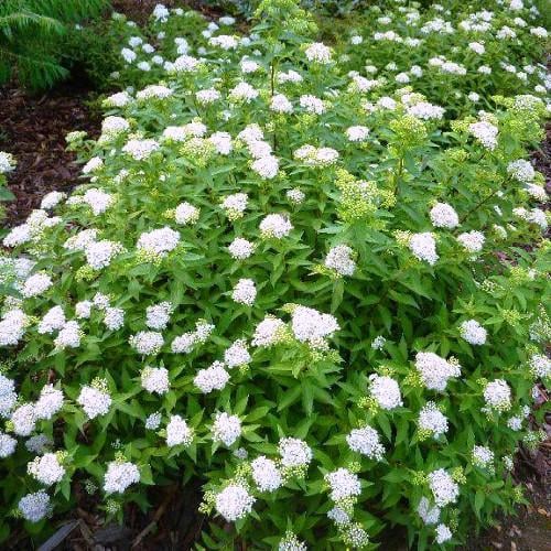 Саджанець спіреї японської Spiraea japonica Albiflora Р9 (769032783) Саджанець спіреї японської Spiraea japonica Albiflora Р9 (769032783)