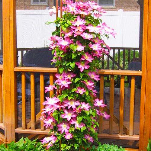 Клематис Asao Florium - фото 3
