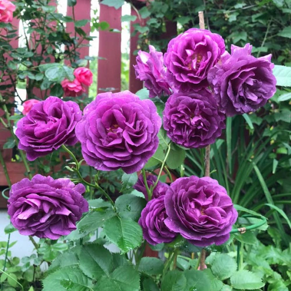 Троянда Minerva Флорібунда жовтень 2025 (2669458492) - фото 5