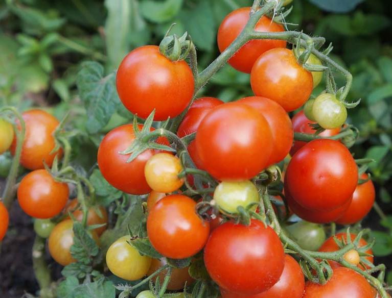 Семена Томат Бонсай черри  0,1 г 40 шт.  красный скороспелый низкорослый (RS-00808)