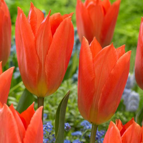 Тюльпан Florium Orange Brilliant 10 шт. (18539)