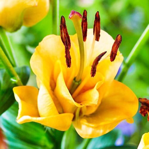 Лилия Apricot Fudge Florium