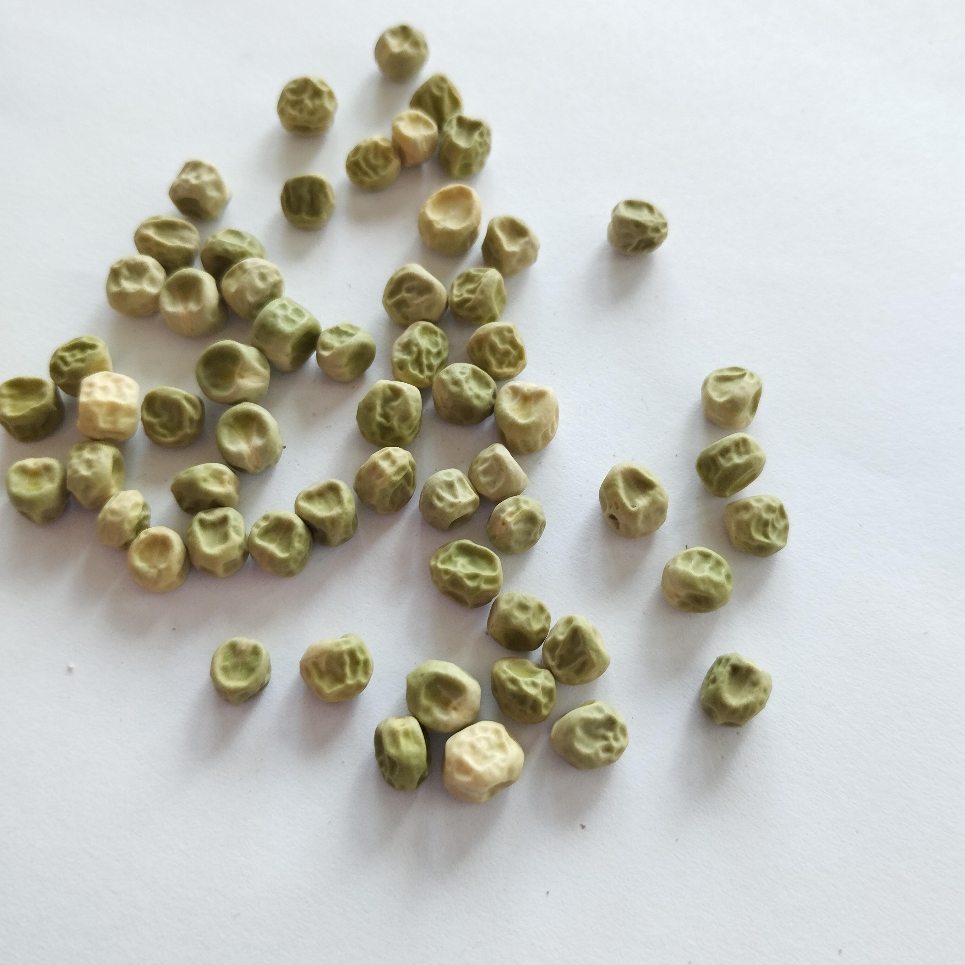 Насіння Горох Альфа 50 г 360 шт. ранній (RS-00895) - фото 2