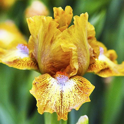 Ирис Пивовар Florium