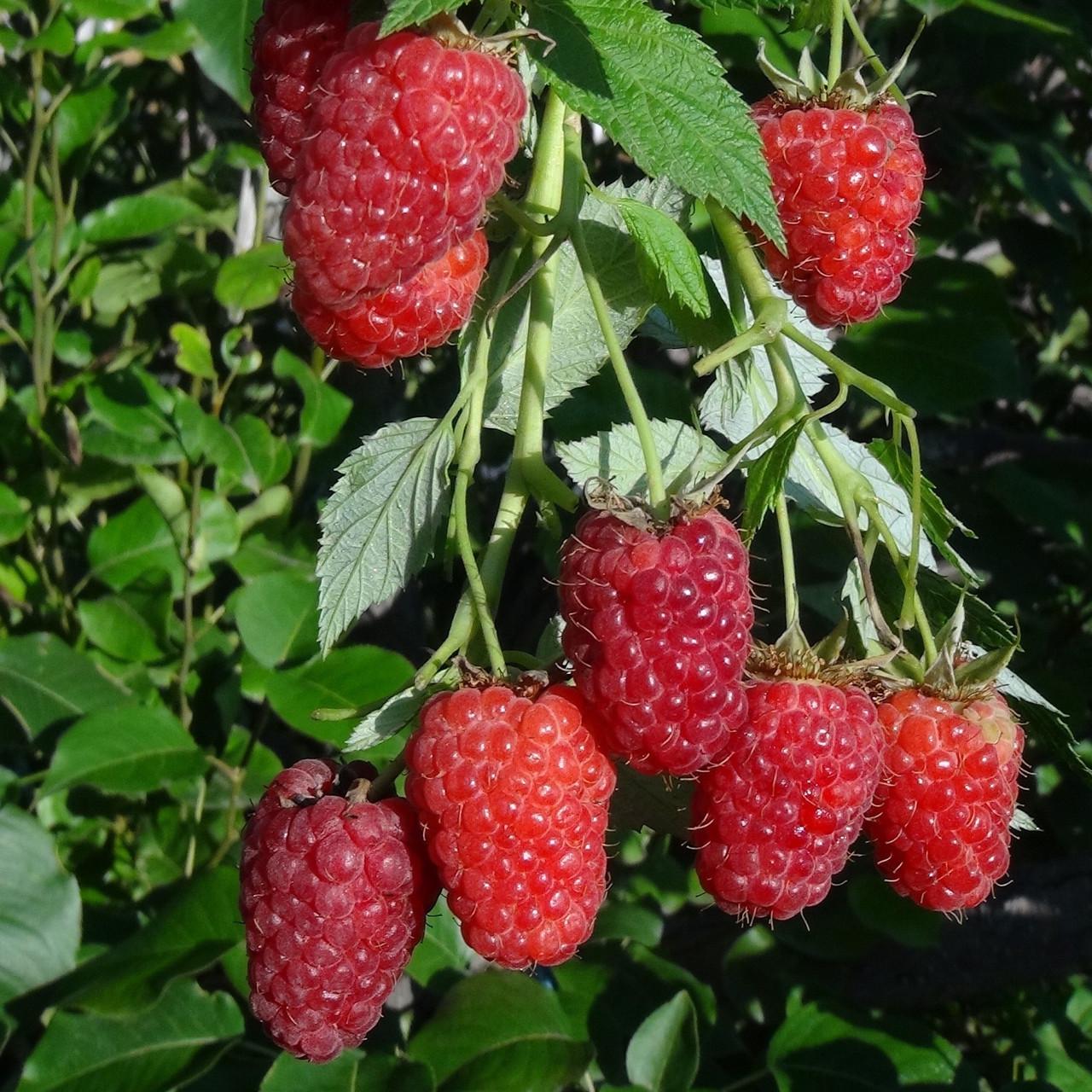 Саженец летней малины поздняя зимостойкая (1456536106)