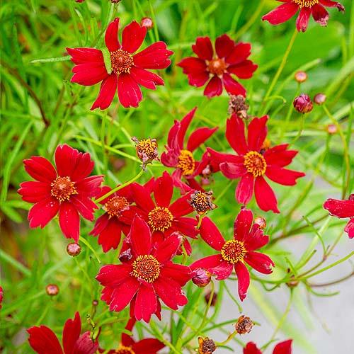 Кореопсис Florium Ruby Red (3819) - фото 2