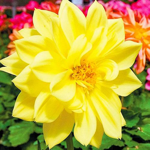 Семена Георгина Florium Желтый дым (7169)