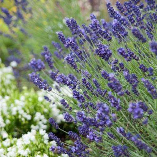 Семена цветов Лаванда узколистная Hidcote Blue Benary 1000 шт. (BN05622)