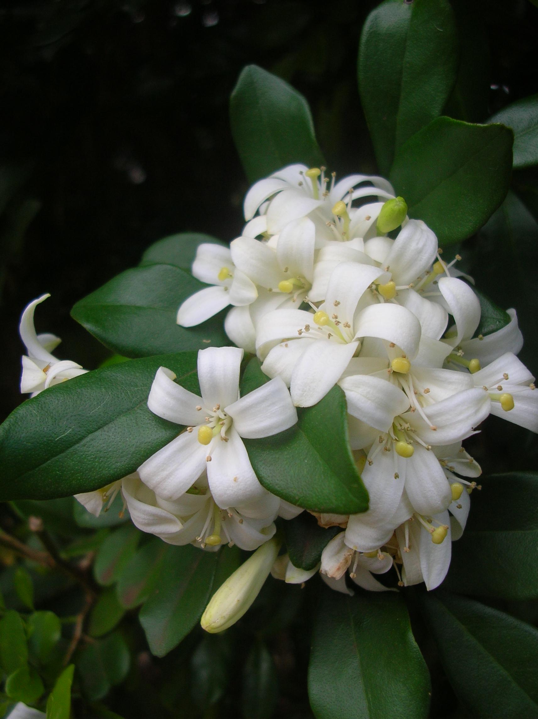 Муррайя метельчатая Murraya paniculata - фото 7