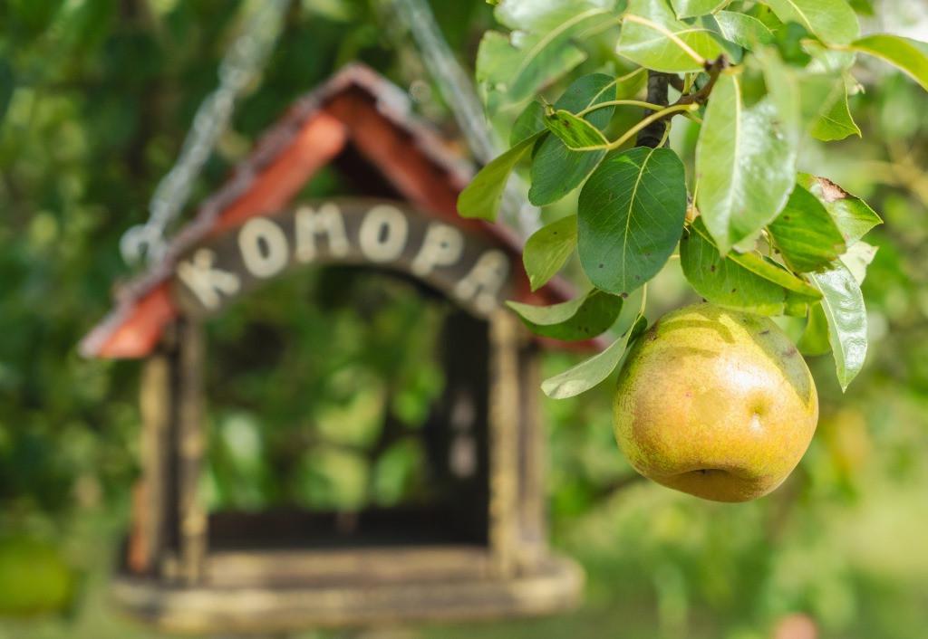 Кормушка для птиц подвесная Комора из древесины 29×27×34 см - фото 8 Кормушка для птиц подвесная Комора из древесины 29×27×34 см - фото 8