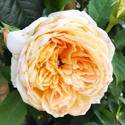 Троянда Florium Batsheba плетиста (16581)