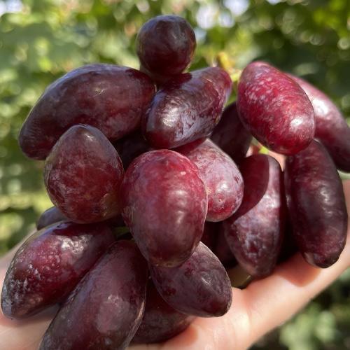 Сажанец Виноград Полтавский Маникюр сверхранний крупный сладкий мясистый (182237)