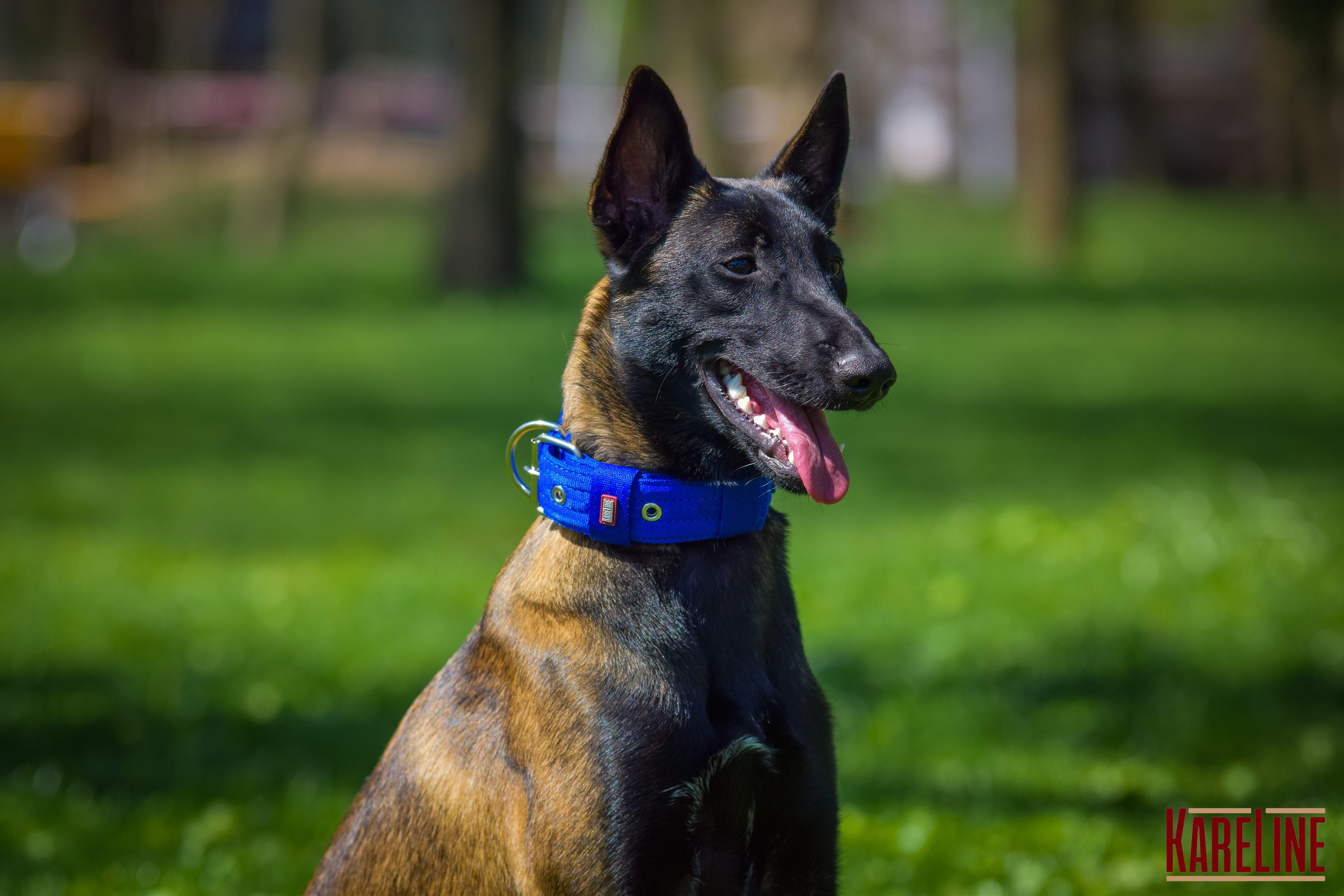 Ошейник Keeper Active усиленный нейлоновый с ручкой 48 мм 460-550 мм Синий (0987/7) - фото 5 Ошейник Keeper Active усиленный нейлоновый с ручкой 48 мм 460-550 мм Синий (0987/7) - фото 5