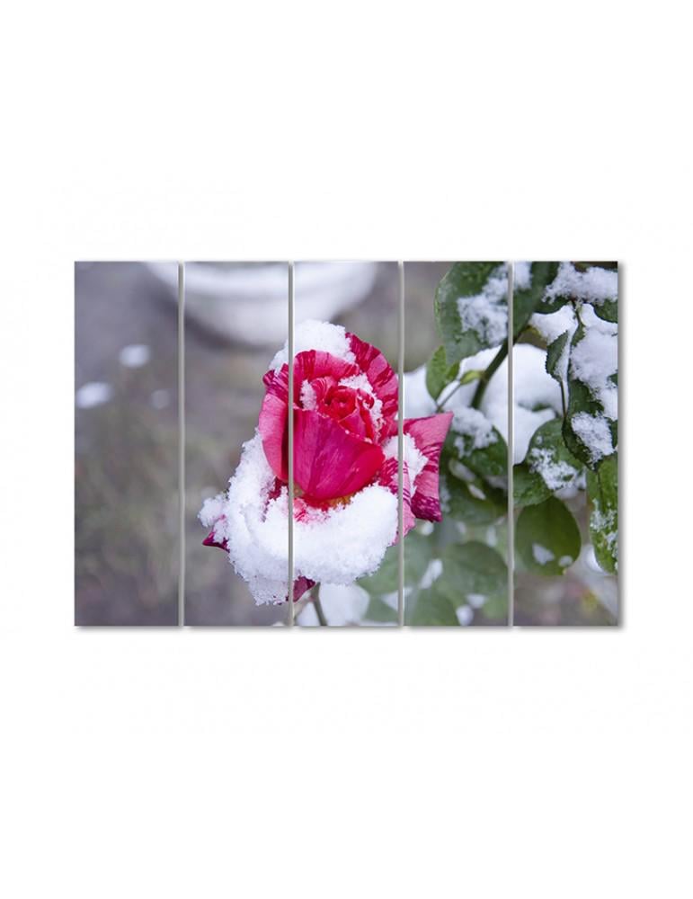 Картина модульная Розовая роза в снегу 5 модулей 70x105 см(092720cvety_i_rasteniya)