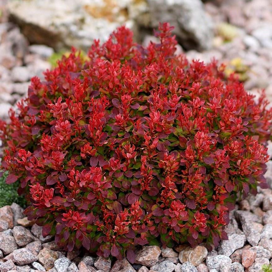 Саженец барбариса Тунберга Lutin Rouge Р9 (1212274269) - фото 2 Саженец барбариса Тунберга Lutin Rouge Р9 (1212274269) - фото 2