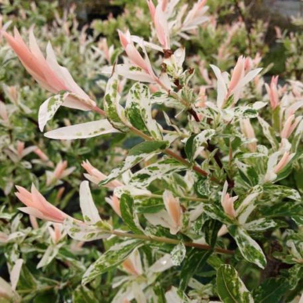 Саженцы ива хакура нишики в горшке 0,5 л - фото 3 Саженцы ива хакура нишики в горшке 0,5 л - фото 3