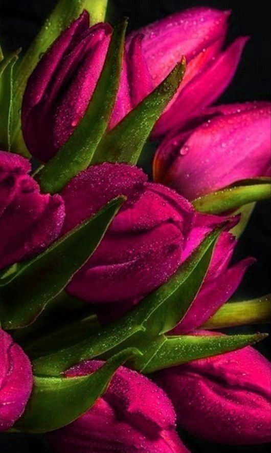 Алмазна мозаїка на підрамнику Соковиті тюльпани повна викладка квадратні камені 30х50 см (AS 305064П)