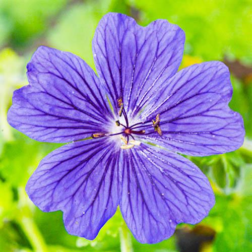 Герань Florium Rosemoor (9969)