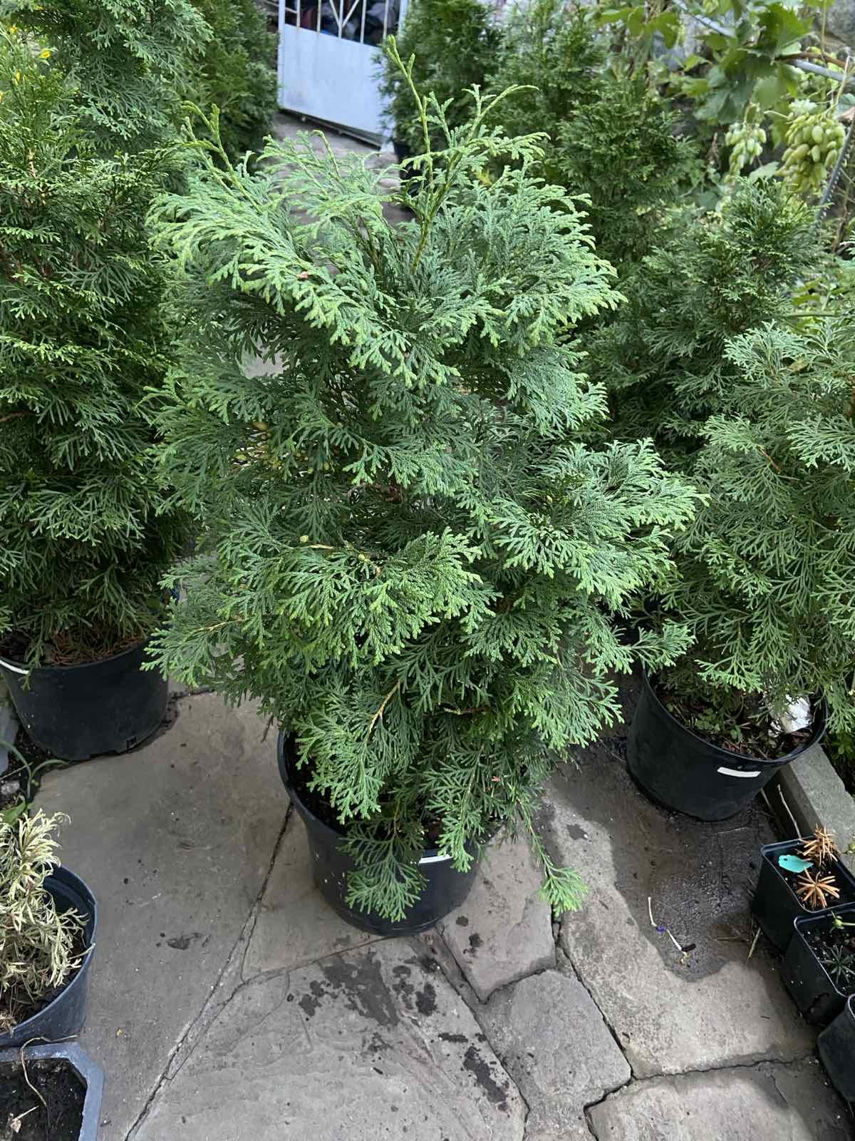 Саженец Туя западная Колумна 5 л 0,8 см (28132062)