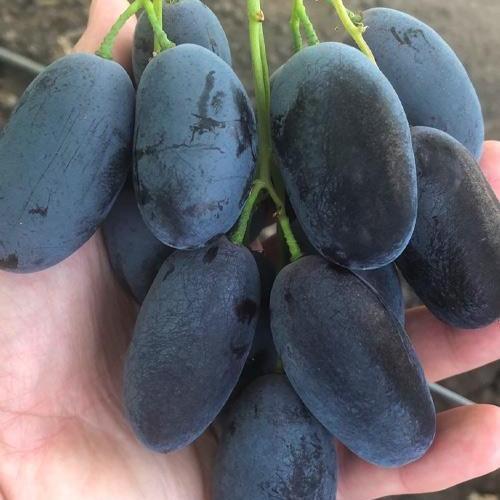 Виноград Памяти Бронислава большая сочная сладкая хрустящая мякоть