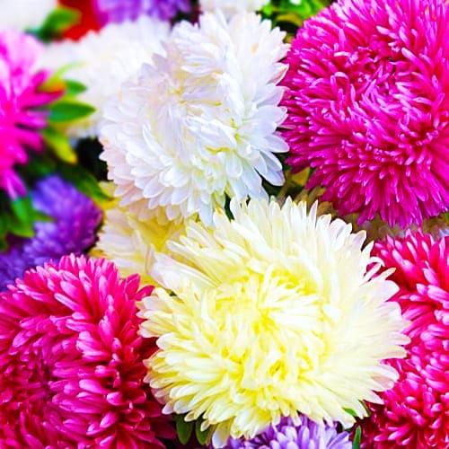 Насіння Астра Florium Маленька королева (17455) Насіння Астра Florium Маленька королева (17455)