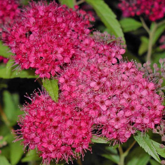 Саджанець спіреї японської Spiraea japonica Anthony Waterer Р9 (645212132) Саджанець спіреї японської Spiraea japonica Anthony Waterer Р9 (645212132)