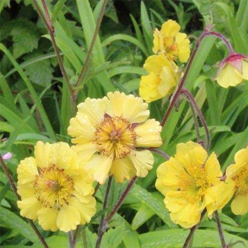 Гравилат Lisanne Florium (10539)