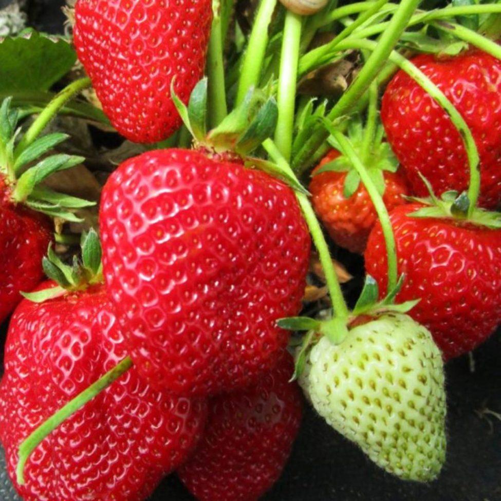 Саженец клубники Louise ремонтантная (1121618045)