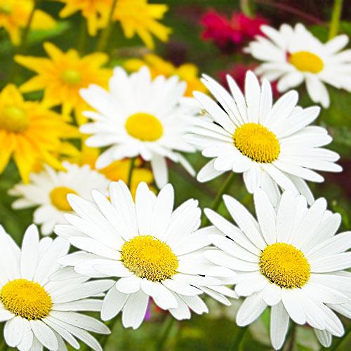 Нивяник Florium Becky (10034)