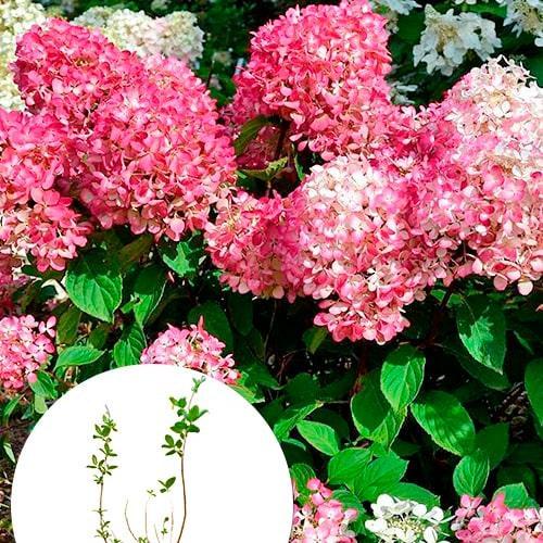 Саджанець Гортензія Pink Diamond 3-річна волотиста (176643)