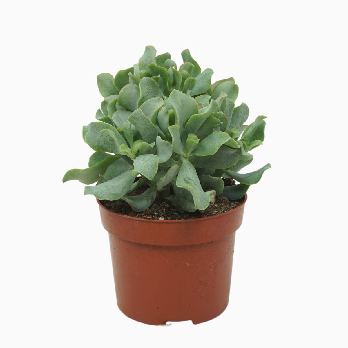 Крассула Микс Crassula Mix (38299870)