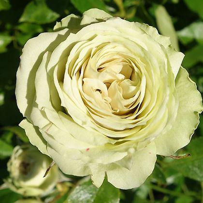 Роза флорибунда Lovely Green 1 шт. (62366806f9e111e78e7e001b7804db10)