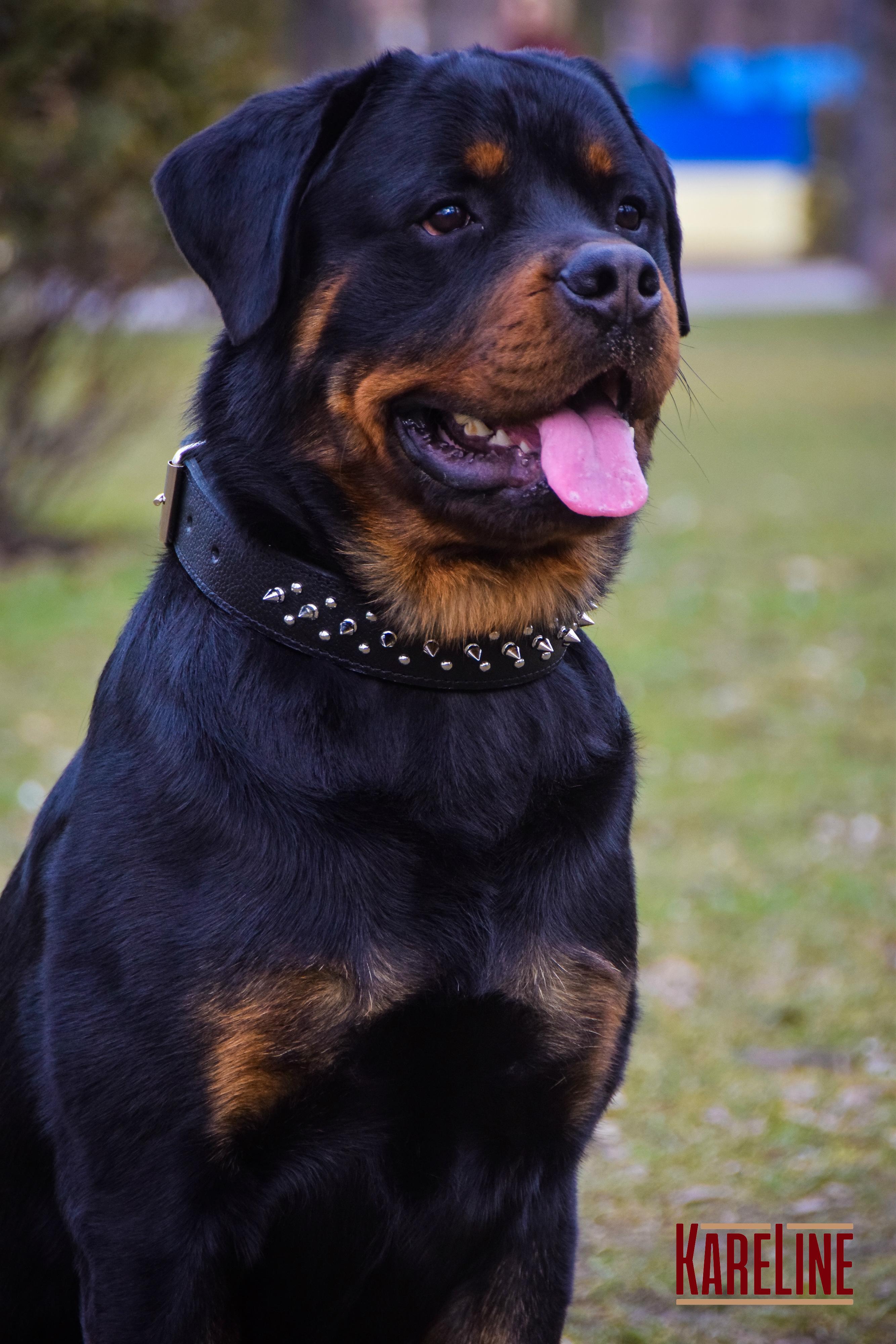 Ошейник KareLine из натуральной кожи с заклепками и шипами 40 мм 500-650 мм (1766/1) - фото 3 Ошейник KareLine из натуральной кожи с заклепками и шипами 40 мм 500-650 мм (1766/1) - фото 3