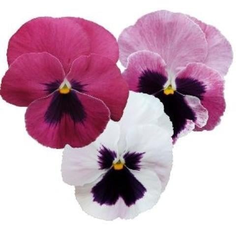 Семена цветов Виола Inspire DeluXXe Pink Surprise Blotch Benary 100 шт. (BN08540-3)